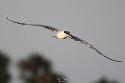 Elegant Tern