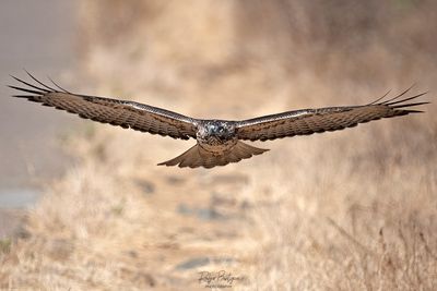 Red Tailed Hawk