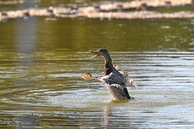 DSC_4825_1.jpg