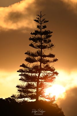 DSC_5391_1.jpg