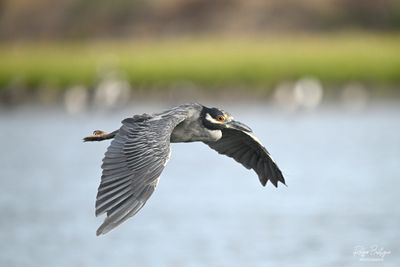 DSC_6476.jpg