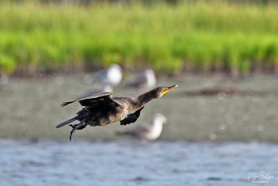 DSC_6411_01.jpg