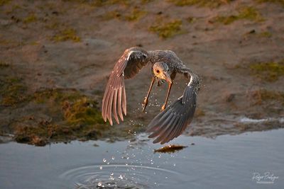 Yellow-Crowned Night Heron taking off