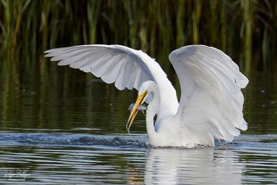 Great Egret caught an appetizer!