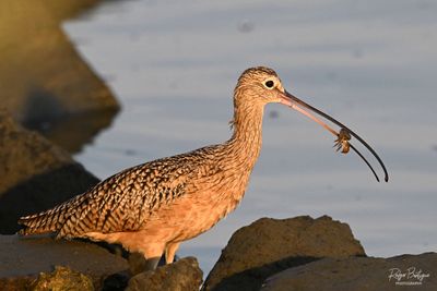 Long-Billed Curlew