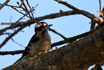 Downy Woodpecker