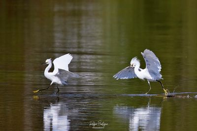 Snowy chasing the other snowy egret away