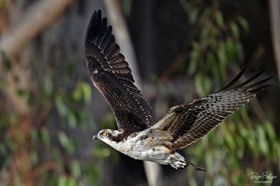 flying from tree branch to tree branch
