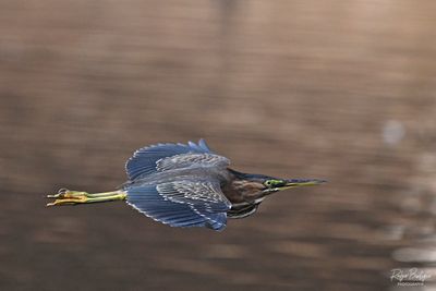 Green Heron Flyby