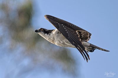 DSC_0440_01.jpg