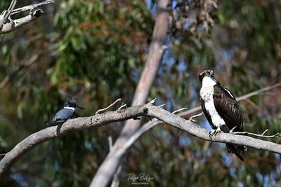 DSC_0090 1-denoise-clear.jpg
