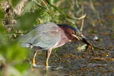 Green Heron got Kermit