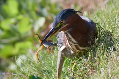 DSC_7915_1.jpg