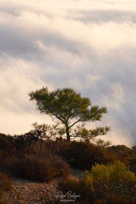Lone Tree...