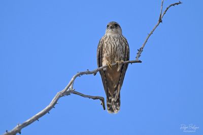 DSC_3611_1.jpg