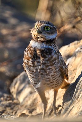 Burrowing owl getting anxiuos when a dog walked by