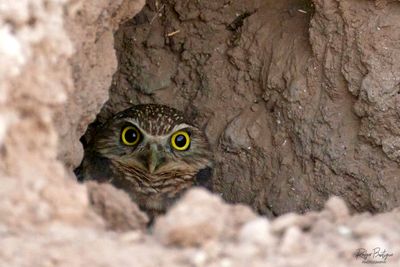 Burrowing Owl looking outside to see what's going on
Sonny Bono area, 10/26/24