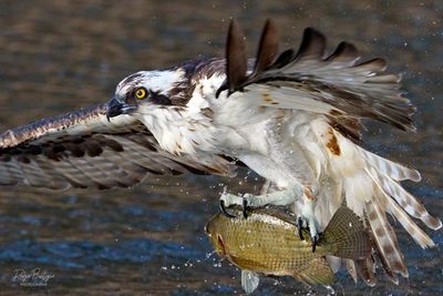 Osprey caught a good sized fish!