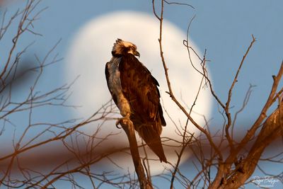 The Osprey in front of the moon🌙🌙🌙
