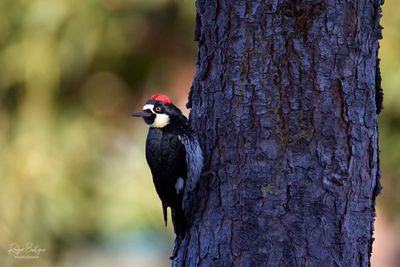 Acorn Woodpecker