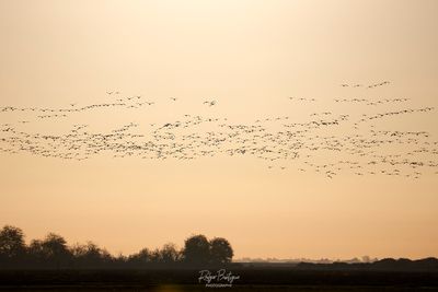A bunch of Snow Geese