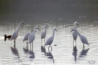 Egrets planning the events for the day