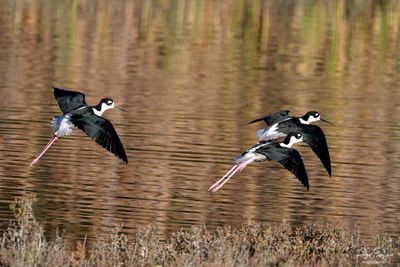 Black-necked Stilt.jpg