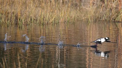 Bufflehead.jpg