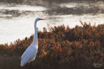 Great Egret.jpg