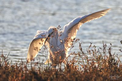 Snowy Egret.jpg