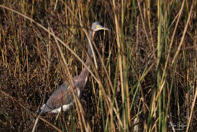 Tricolored Heron.jpg