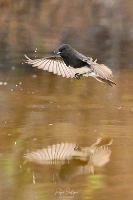 DSC_9201-denoise-low-light.jpg