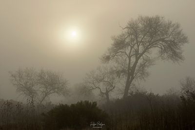 foggy morning on the Kumeyaay trail
