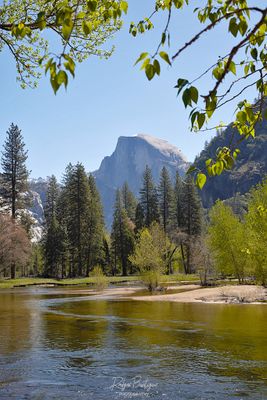 Yosemite - Half Dome with the Merced River in the foreground