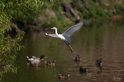 Birds 2025