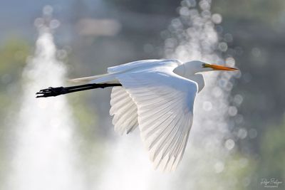 Birds 2025