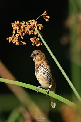 Birds 2025