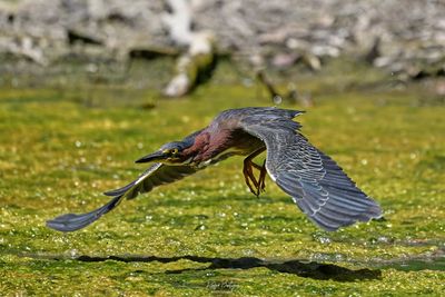 Birds 2025