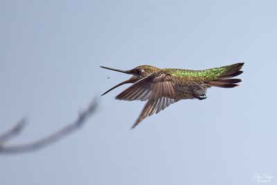 Birds 2025