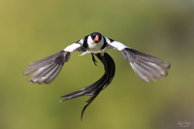 Birds 2025