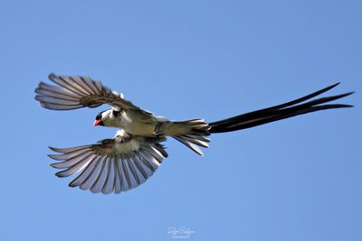 Birds 2025