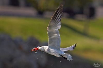 Birds 2025