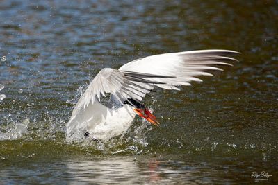 Birds 2025