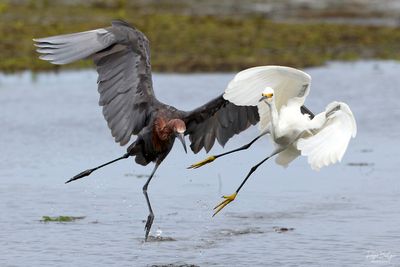 Birds 2025