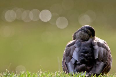 Birds 2025