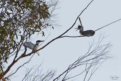 Birds 2025