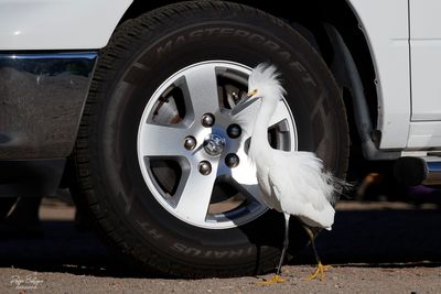 Birds 2025