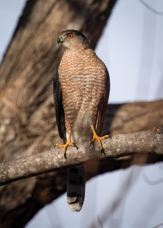 Coopers Hawk