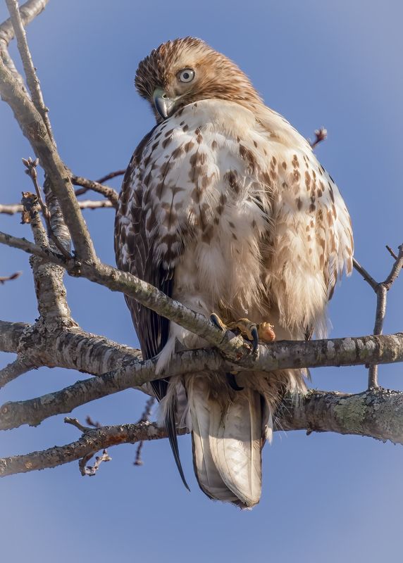 Red-tailed Hawk