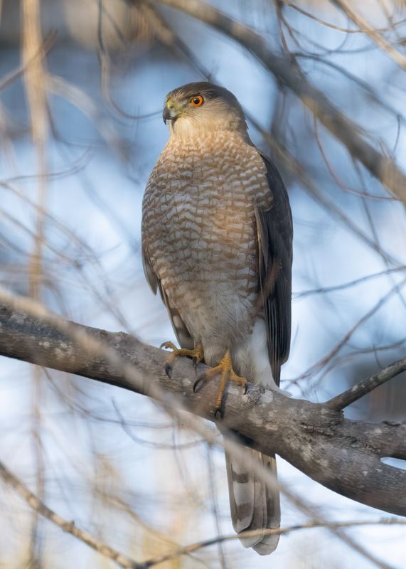 Coopers Hawk